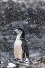 Antarctica, South Shetland Islands, Half Moon Island. Chinstrap penguin in snowfall. Art Print